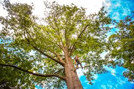  Kaibito, AZ Tree Services Pros